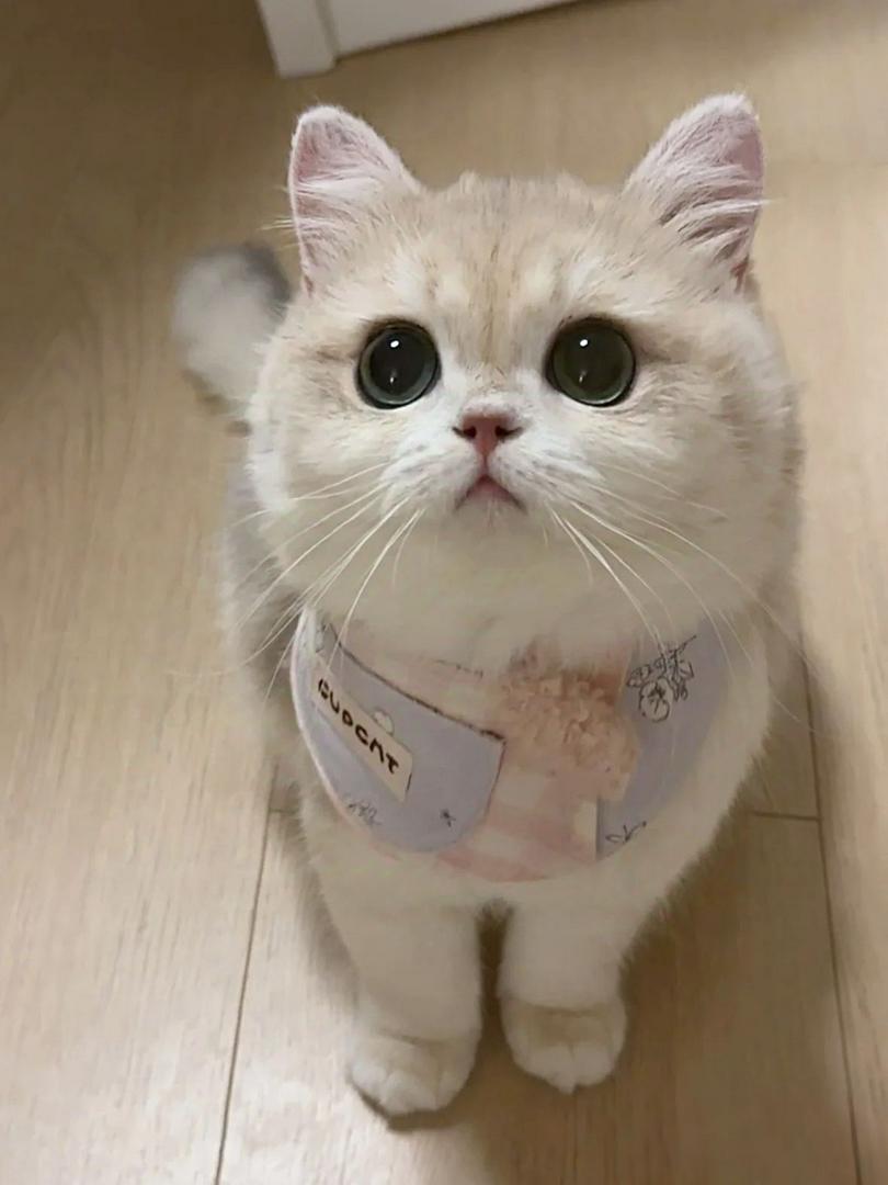this is my cattax!