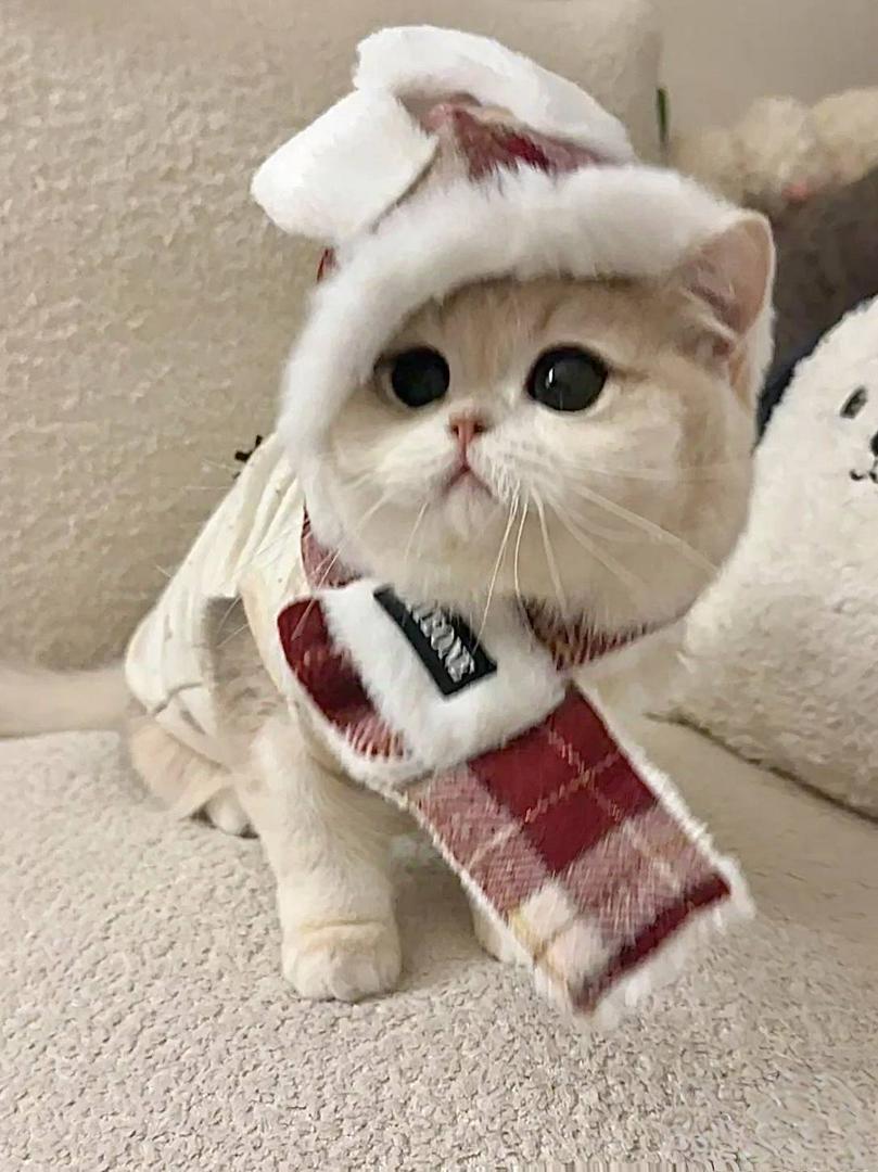 this is my cattax!