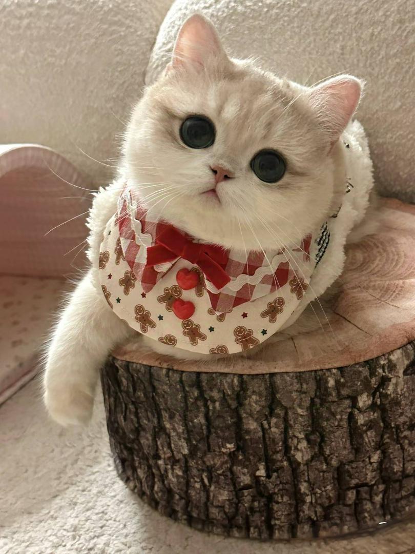 this is my cattax!
