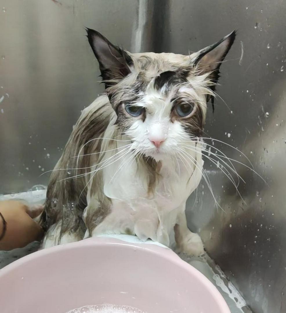 Don’t let these common habits harm your cat 🐾❗