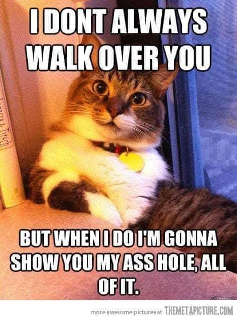 Why are cats so silly?