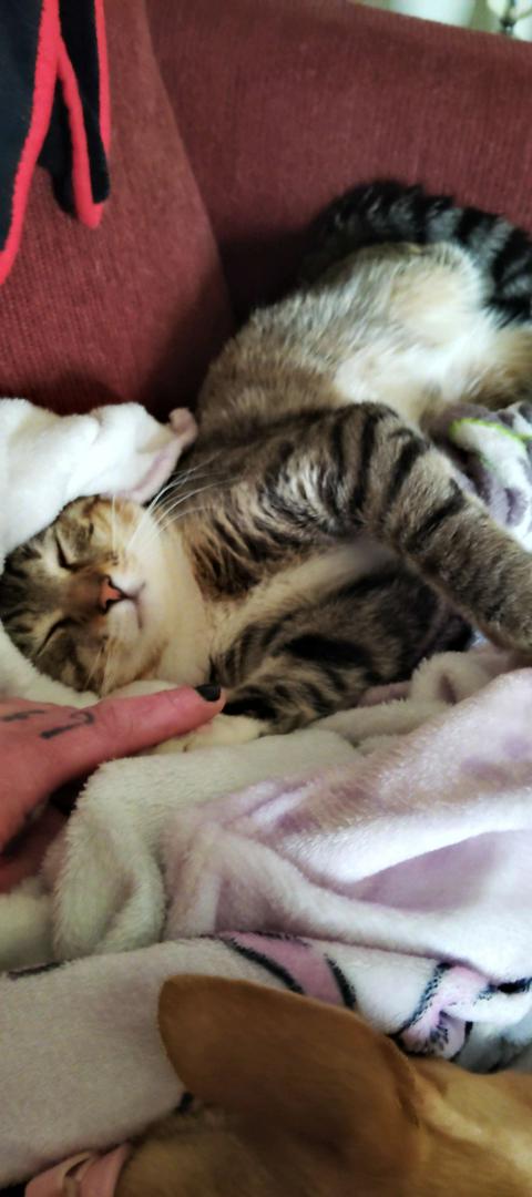 Why are cats so silly?
