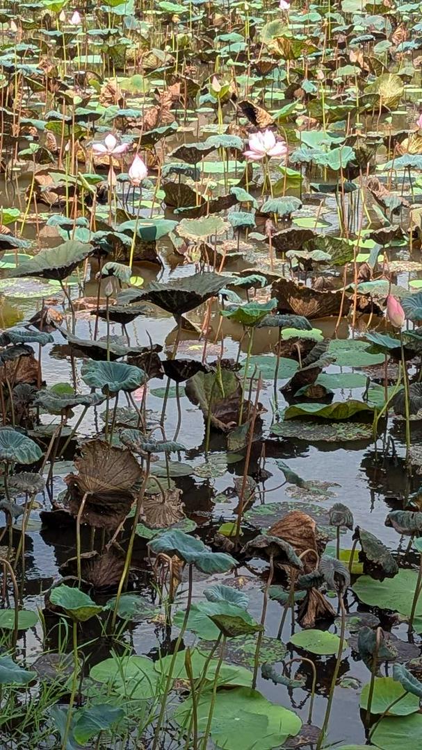 The lotus is a beautiful aquatic plant