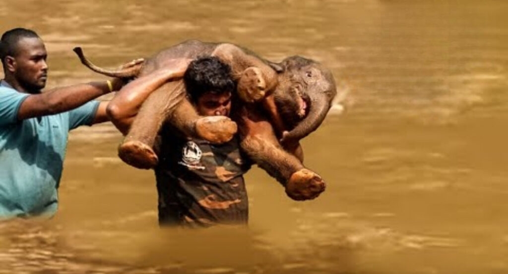 Man Saves Drowning Baby Elephant