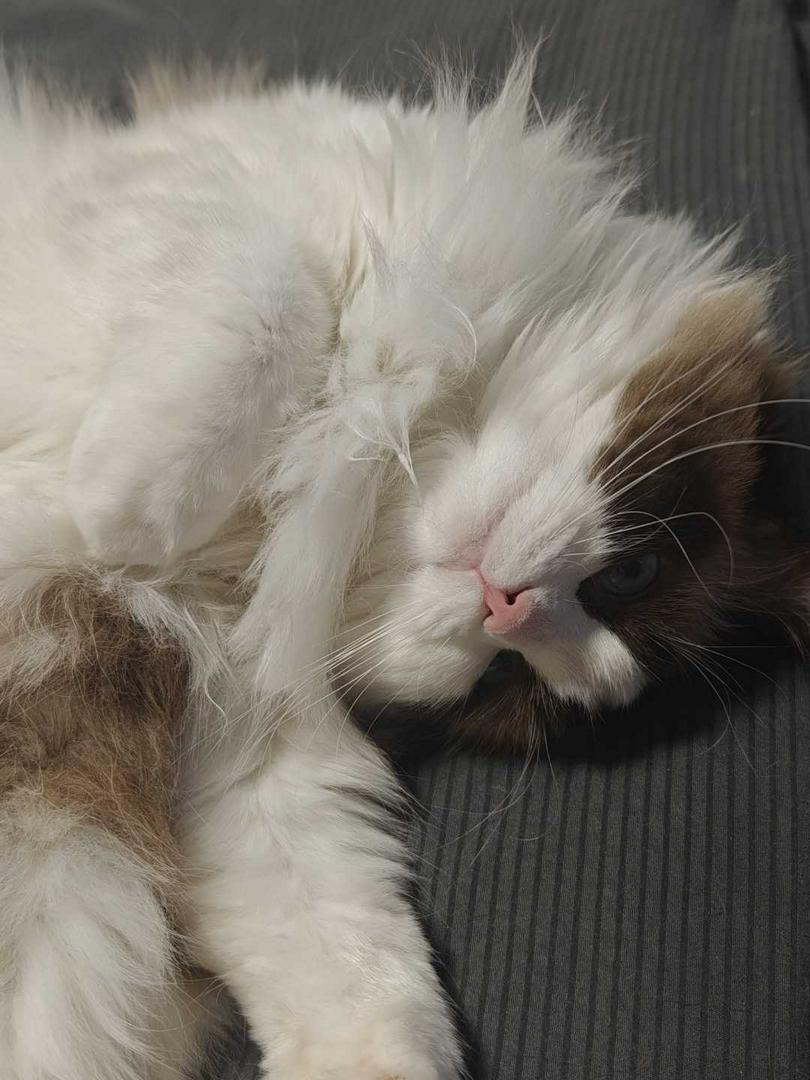 🐾 10 Signs Your Cat Actually Loves You