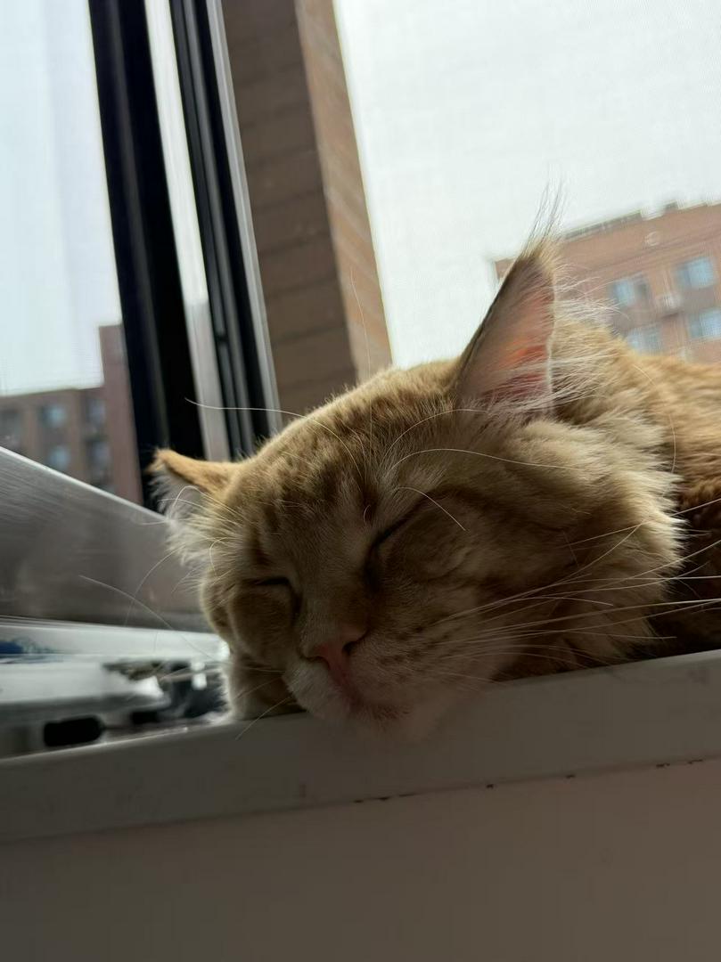 Sleepyhead cat