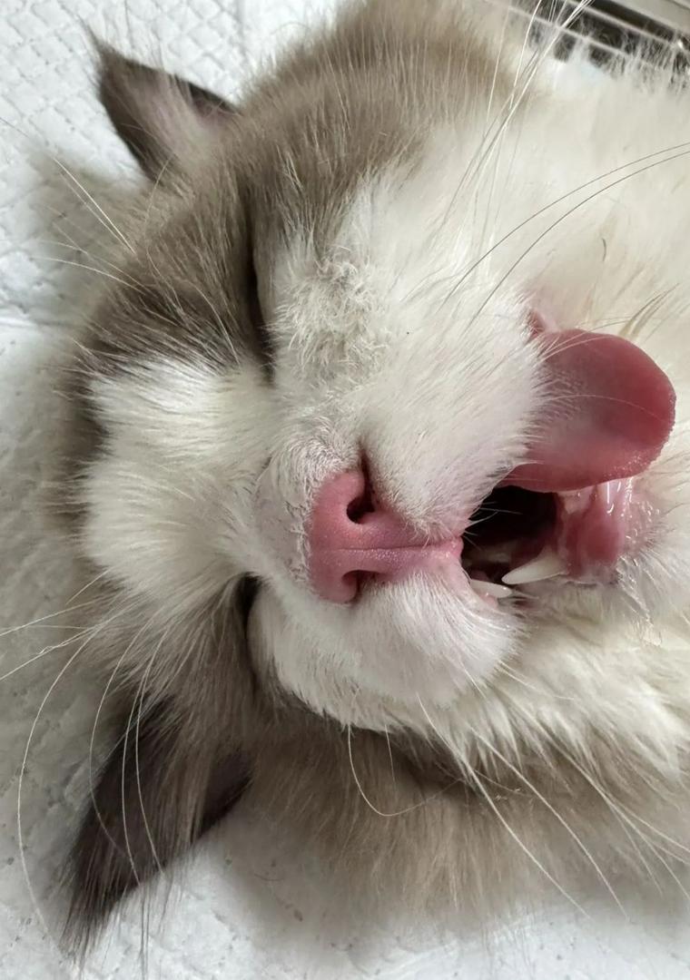Update: Choosing to Spay — and What I Learned