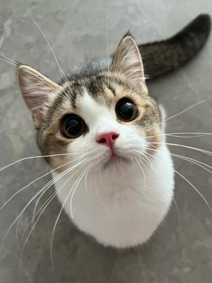 🐾 Feline Fact #2: Whiskers Do More Than Wiggle