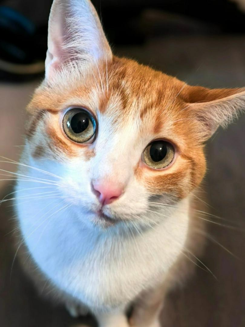🐾 Feline Fact #3: Cat Ears Are Muscle Machines