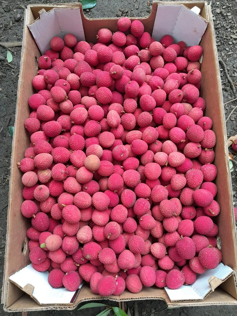 Lychee Harvest