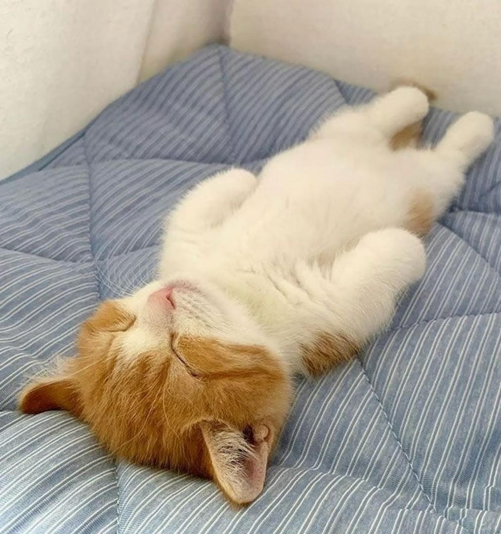 🐾 Feline Fact #5: Cats Are Professional Nappers