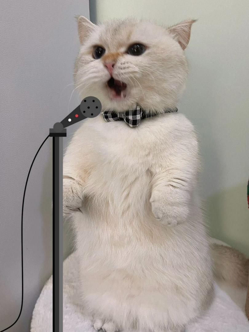 🐾 Feline Fact #7: Cats Are Vocal Pros