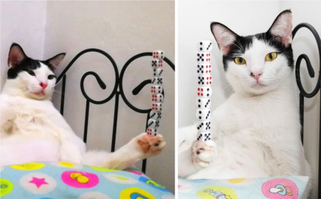 🏆 Guinness Cat Record #7: The Dice-Stacking King