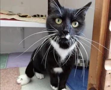 🏆 Guinness Cat Record #8: The Longest Whiskers