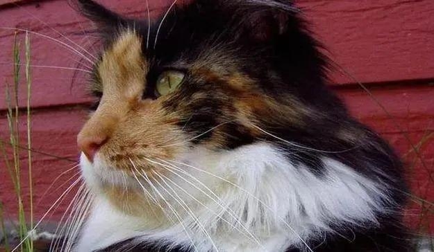 🏆 Guinness Cat Record #8: The Longest Whiskers