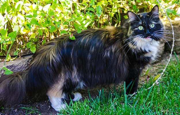 🏆 Guinness Cat Record #10: The Longest Fur