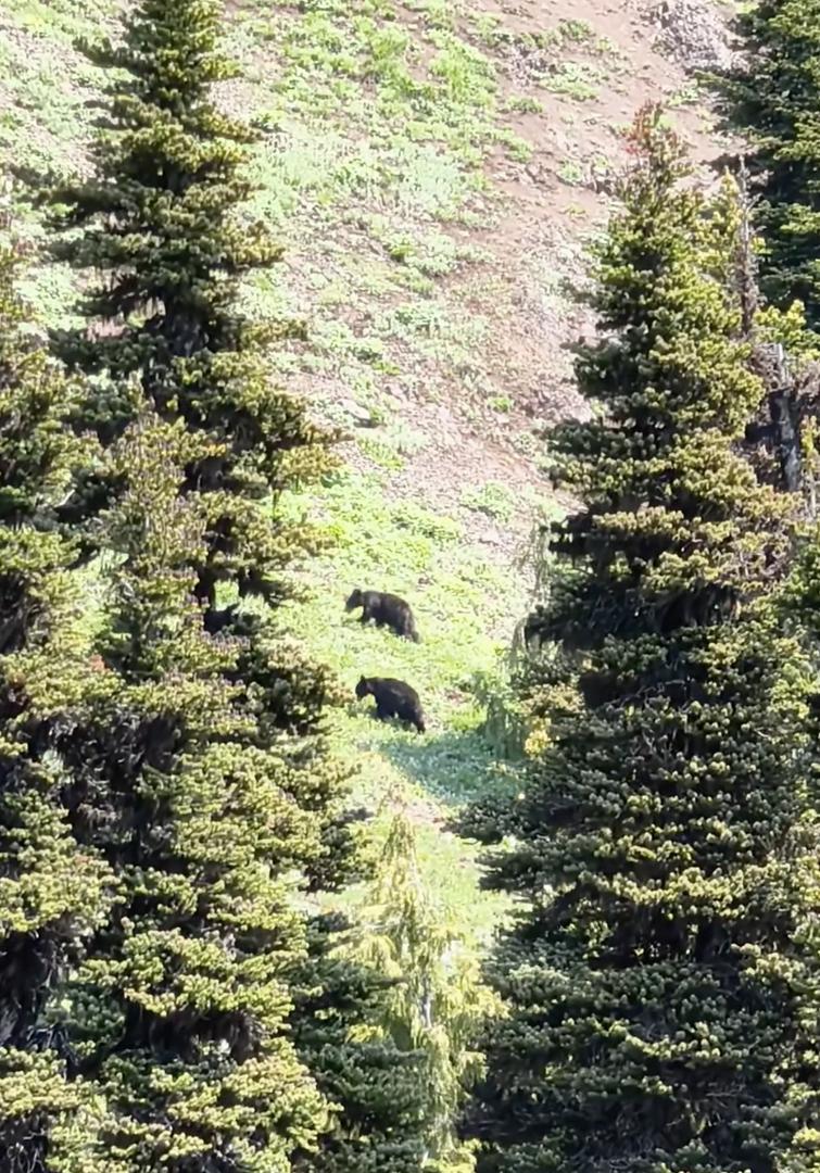 Hiking trip to Hurricane Ridge
