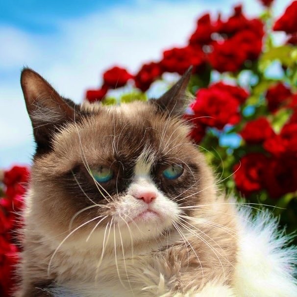 ⭐️Paw-lebrities #1: Grumpy Cat (Tardar Sauce)
