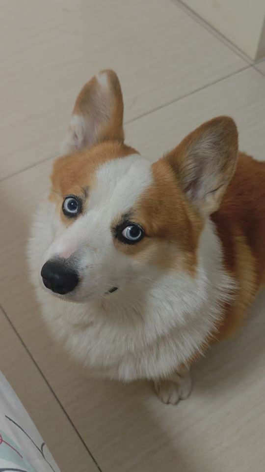 My Daily Life with My Dog: A Simple Joy