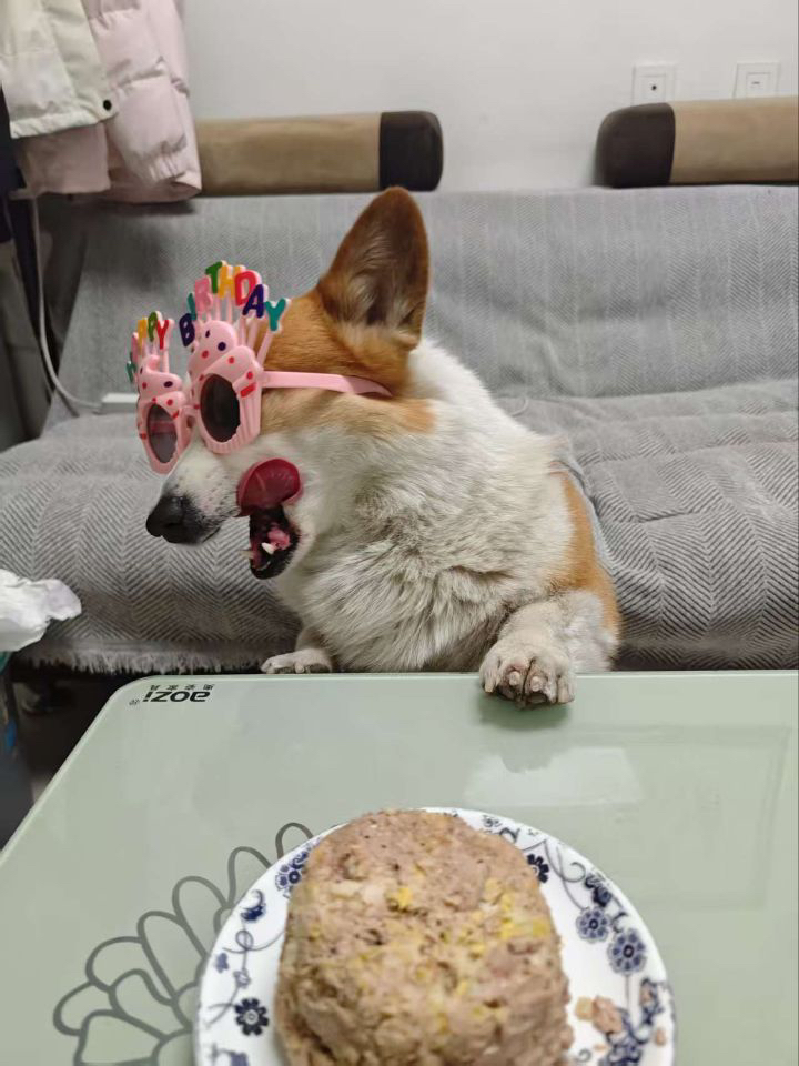 My Daily Life with My Dog: A Simple Joy