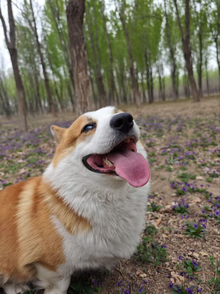 My Daily Life with My Dog: A Simple Joy