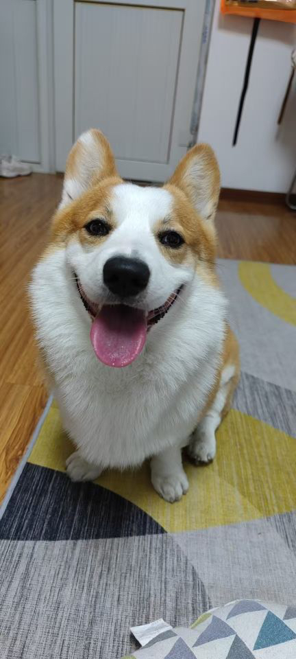 My Daily Life with My Dog: A Simple Joy