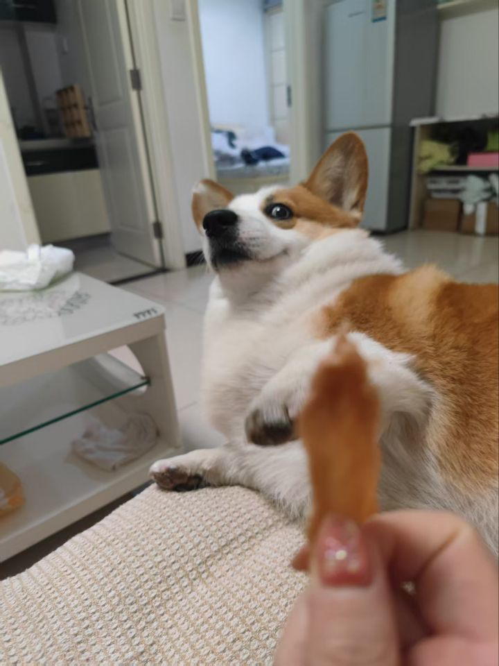 My Daily Life with My Dog: A Simple Joy