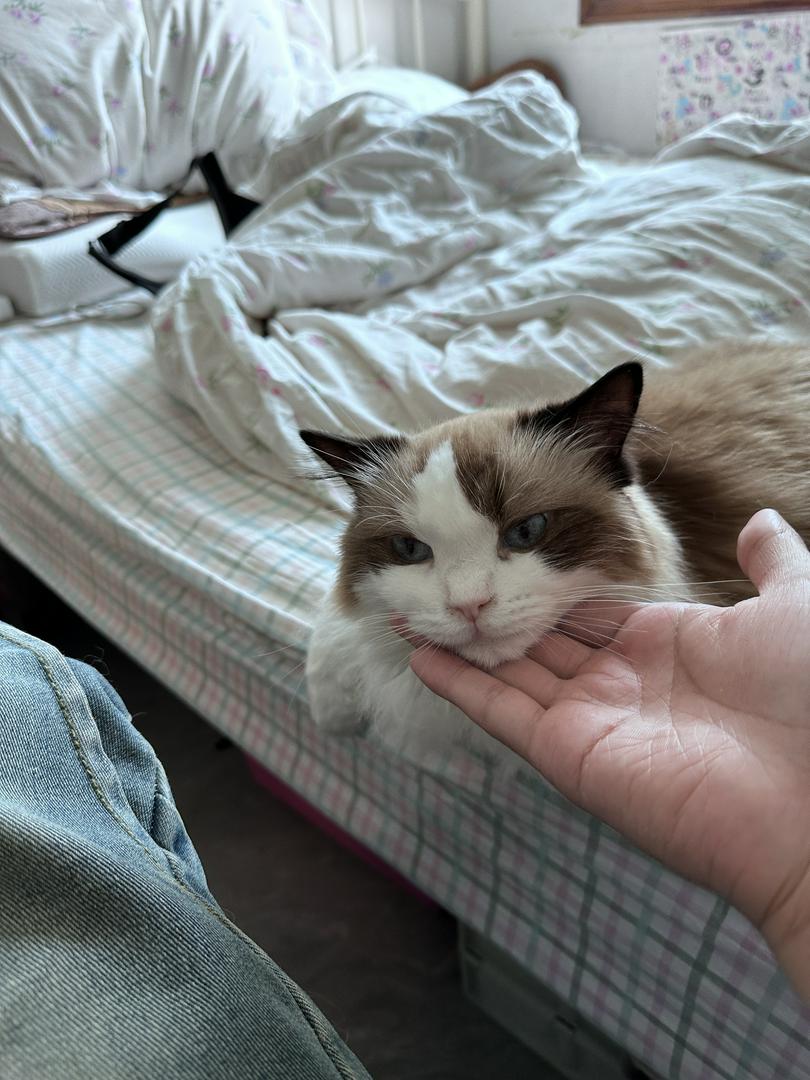 Shocking! The cat actually likes this!