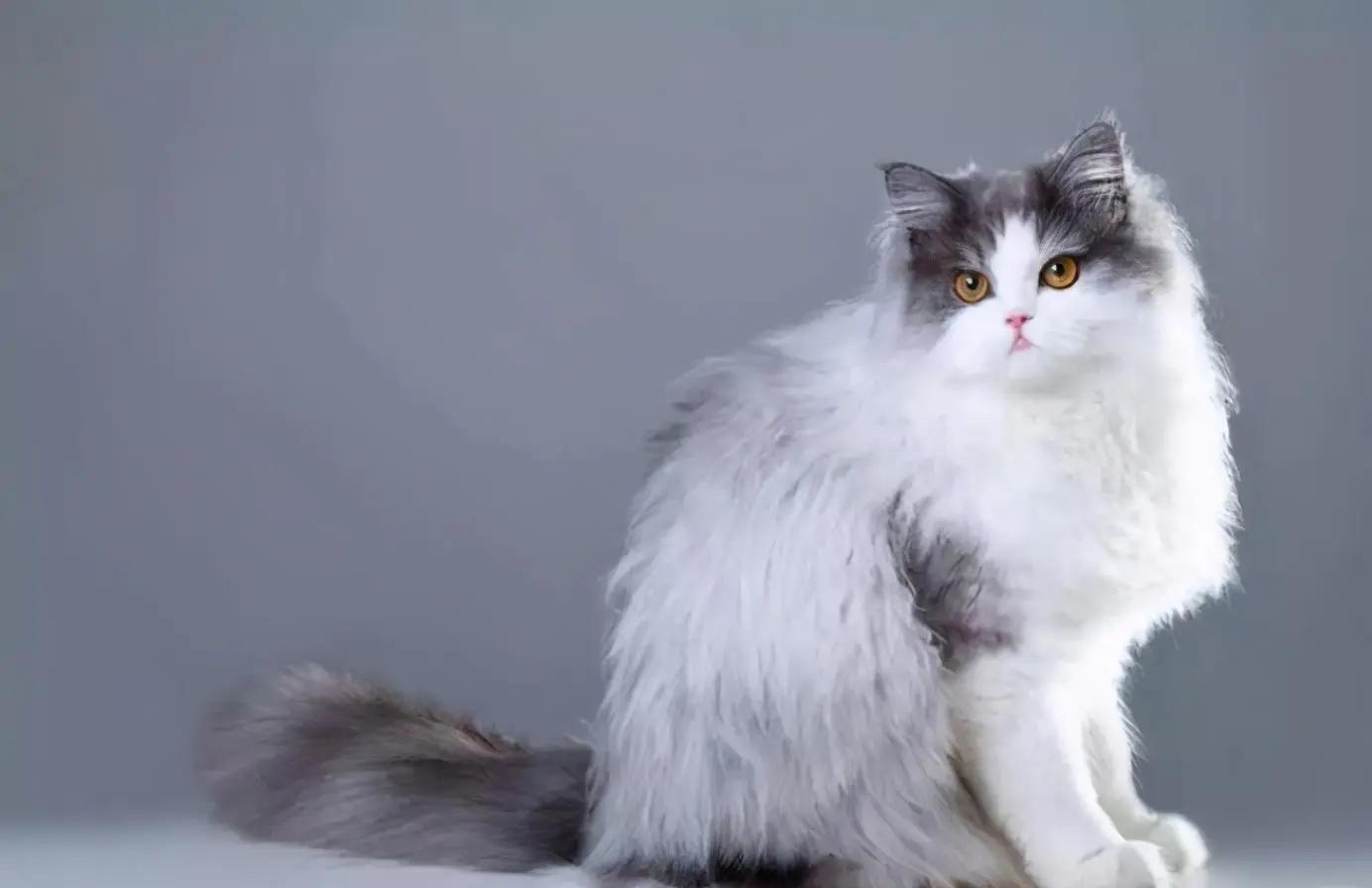 "🐱✨ Persian cats: With noble charm