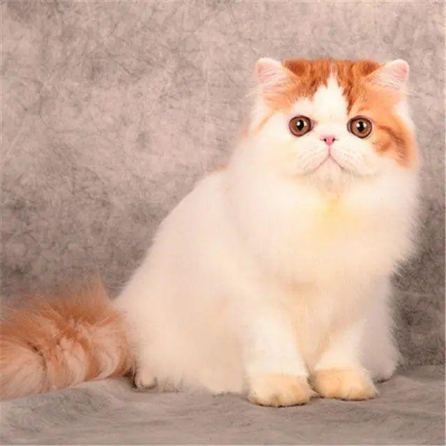 "🐱✨ Persian cats: With noble charm