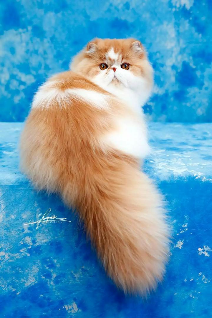 "🐱✨ Persian cats: With noble charm