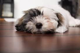 NYC's Top Dog Breed Will Shock You 😮🐶