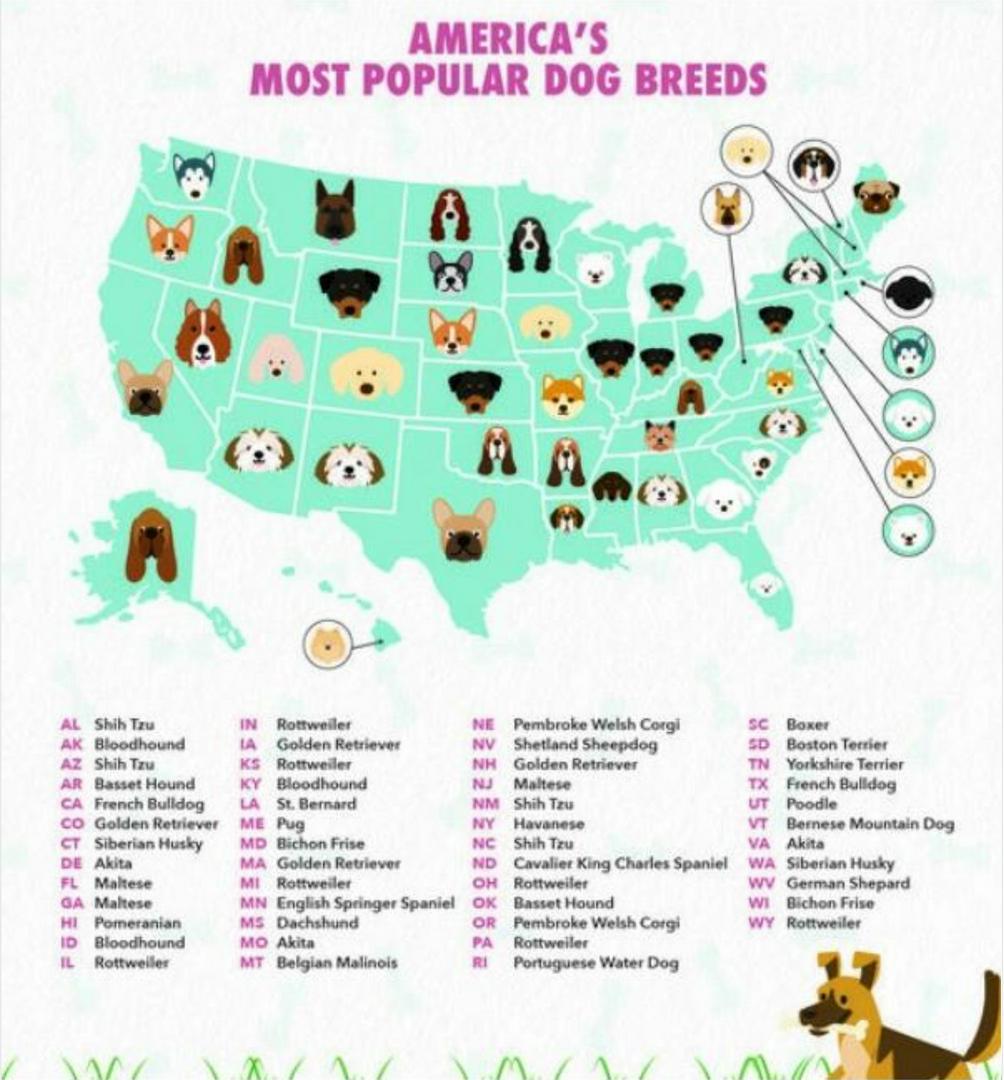 NYC's Top Dog Breed Will Shock You 😮🐶
