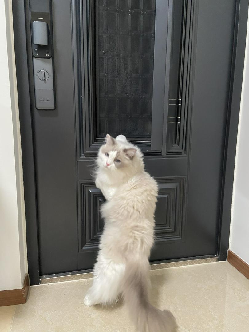 Ragdoll watches the door be like