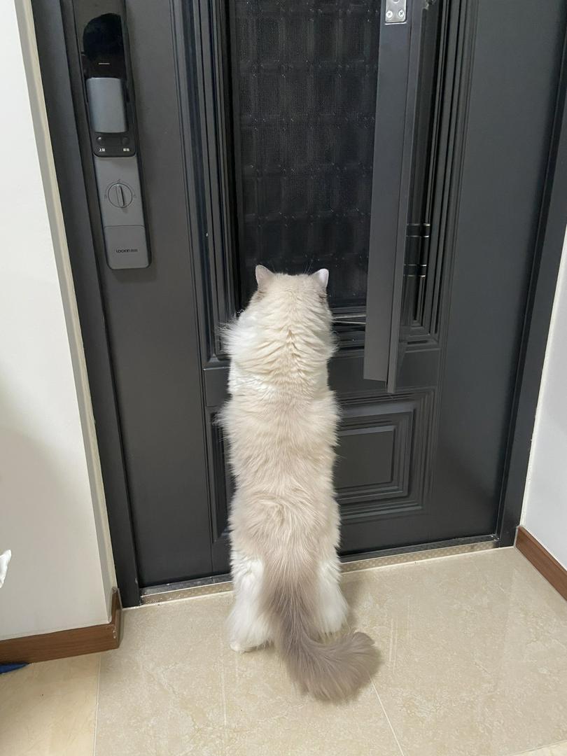 Ragdoll watches the door be like
