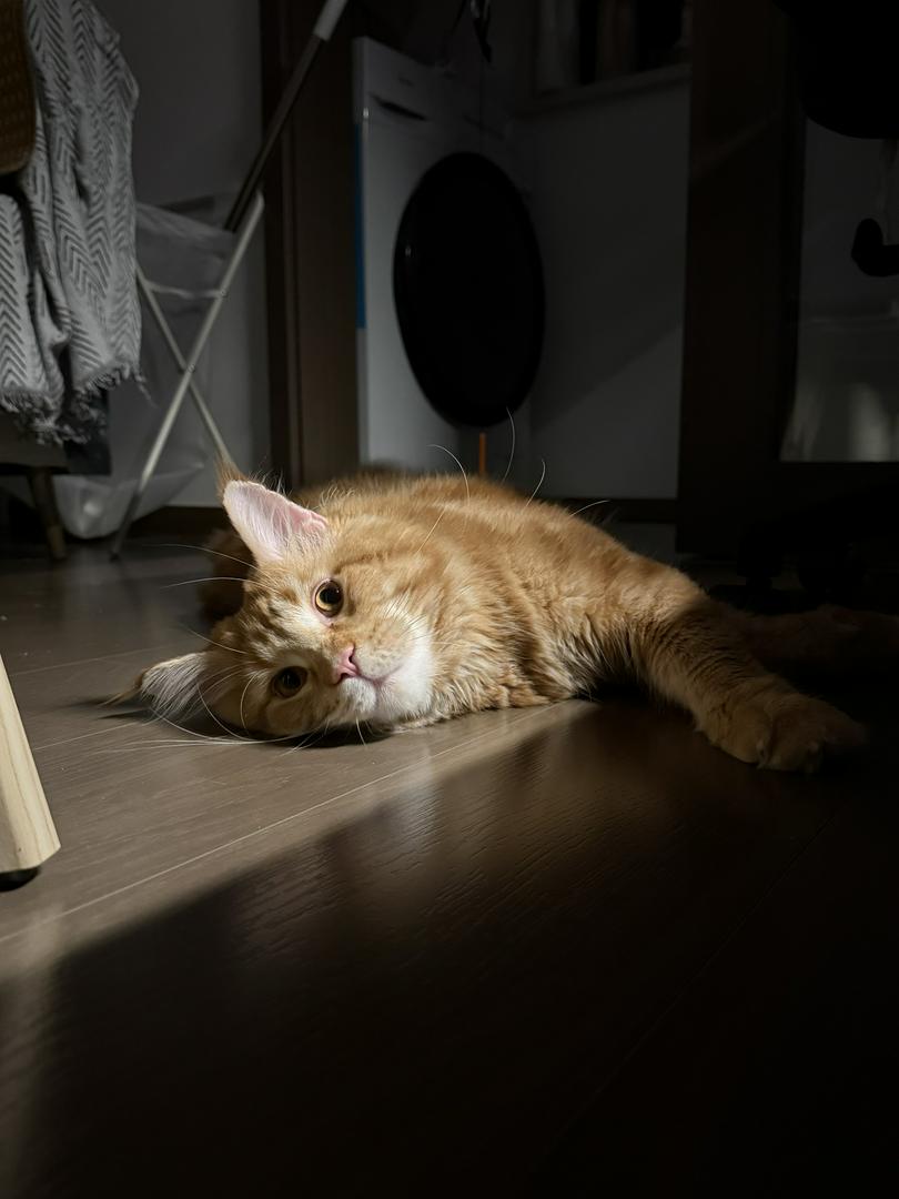 This kitty is 100% pure serotonin!