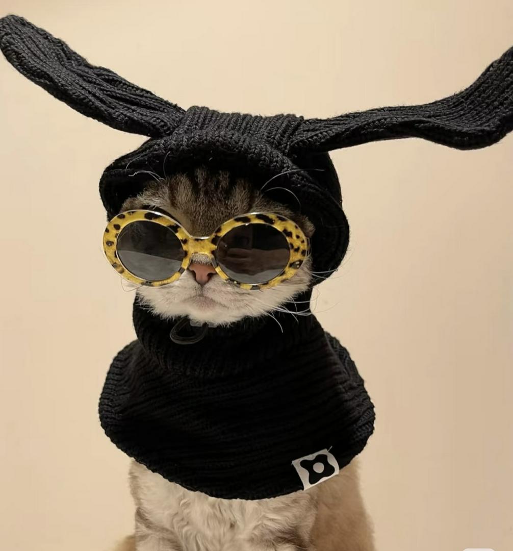 Cool cat