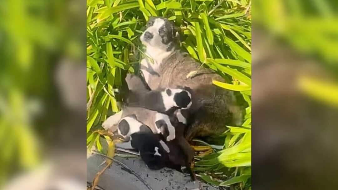 Mama Dog Cruelly Abandoned By New Owner