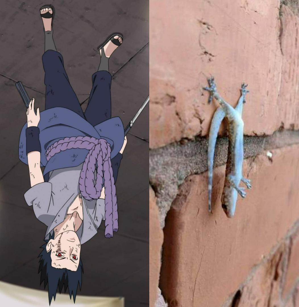 Sasuke's Pose Mirrors a Gecko!