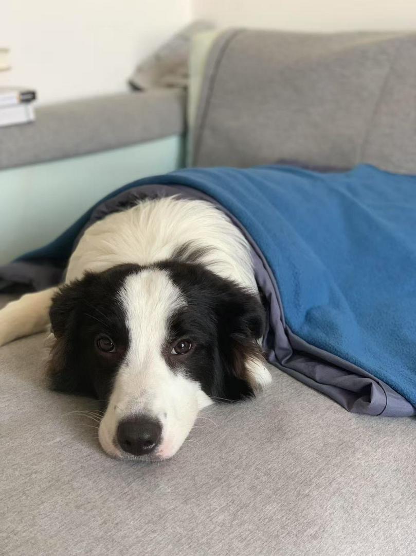 A dog that is unhappy without going out