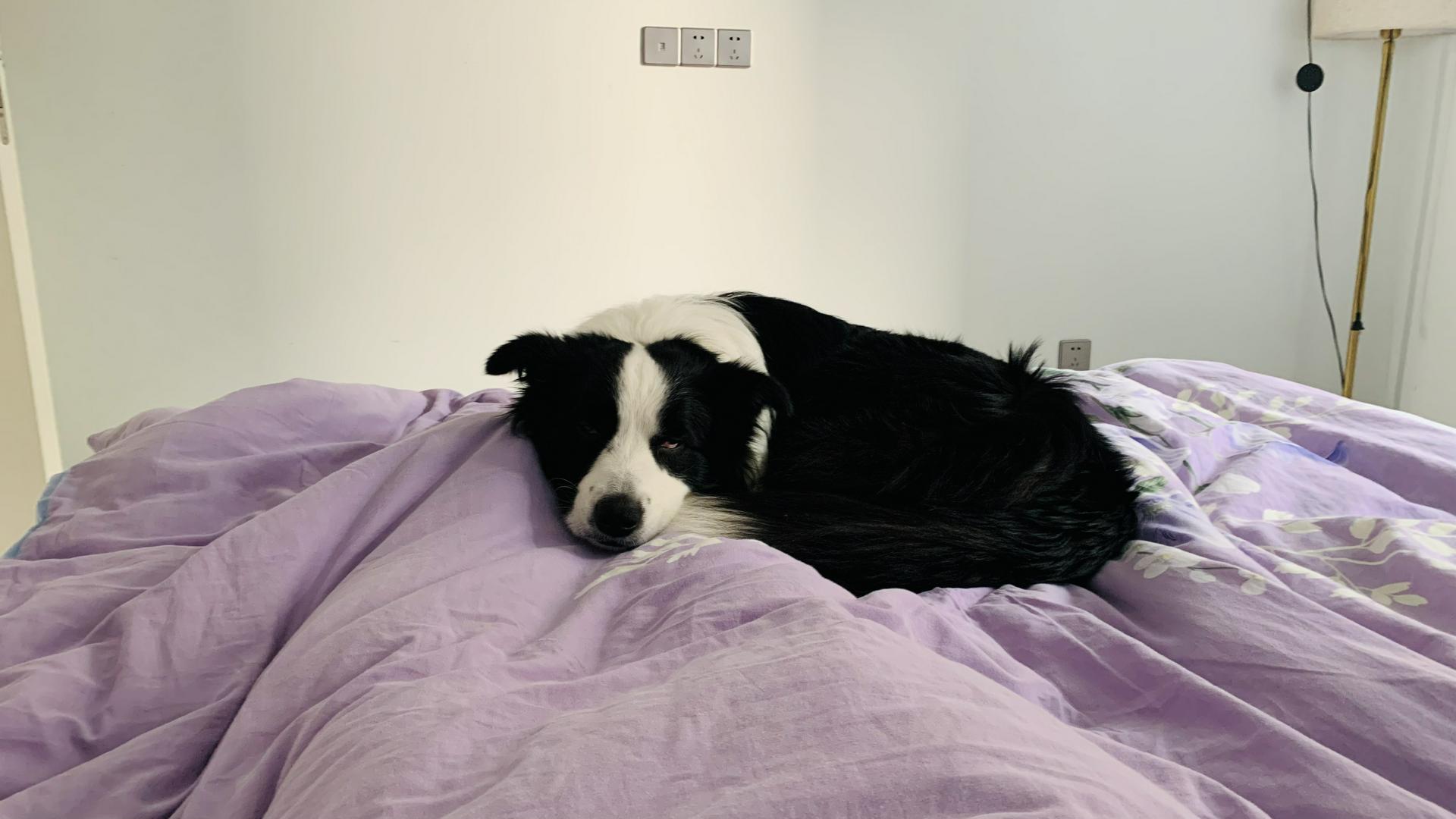 A dog that is unhappy without going out