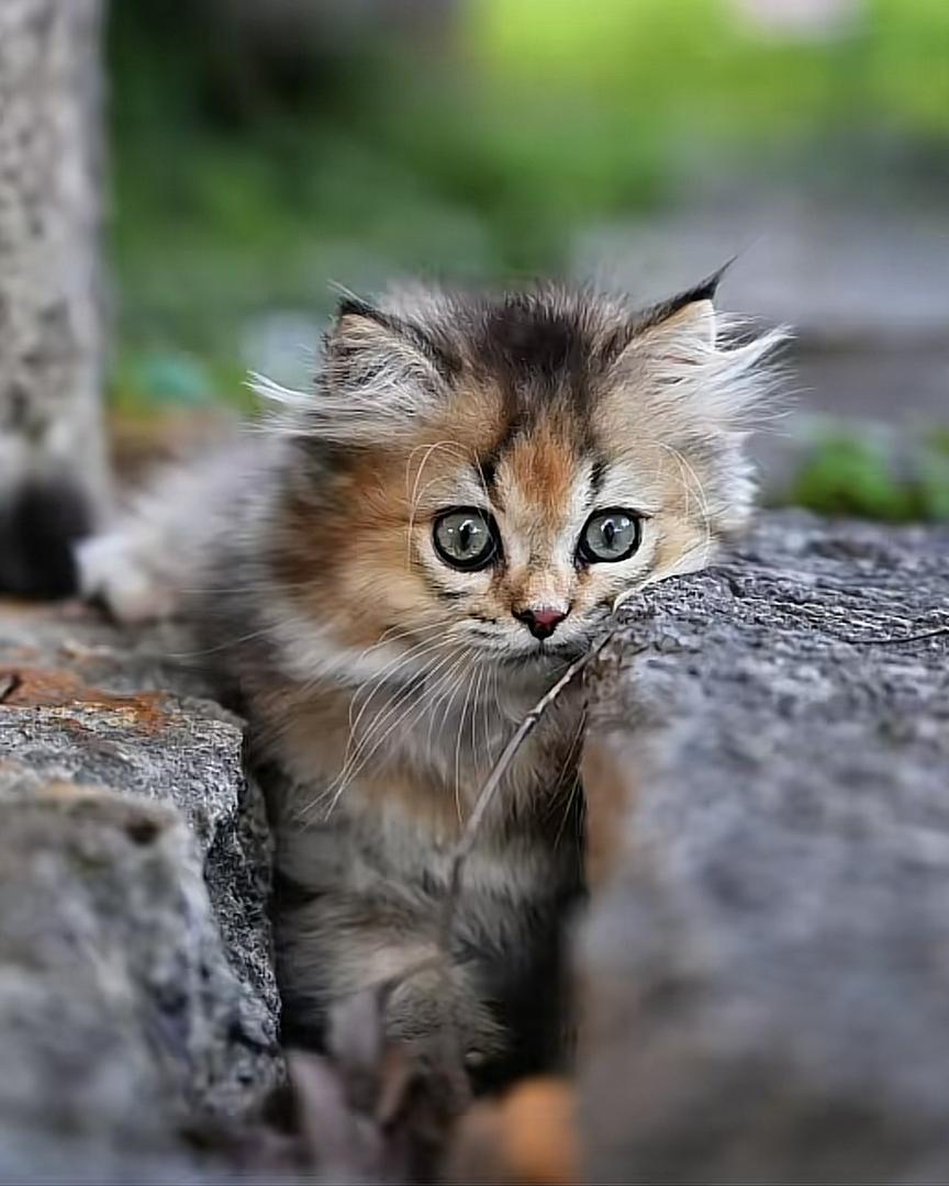 Little rascal in the grass 👀