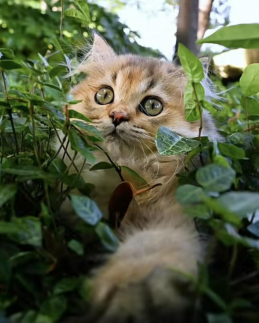 Little rascal in the grass 👀