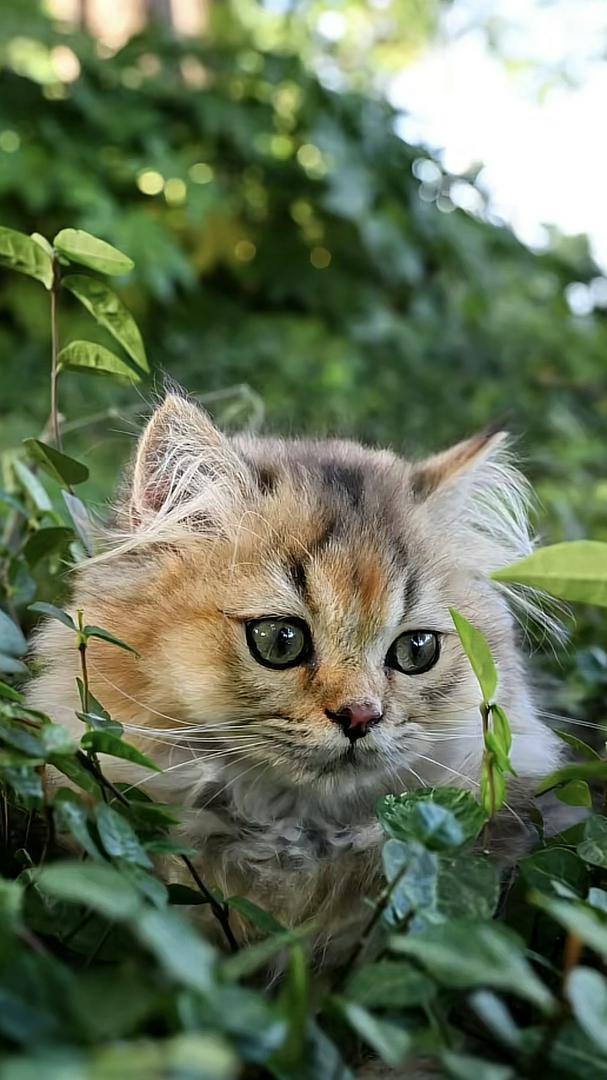 Little rascal in the grass 👀