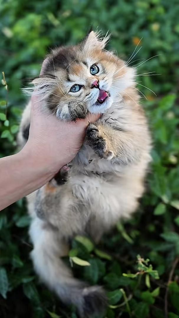 Who else gets their heart stolen by this cat?