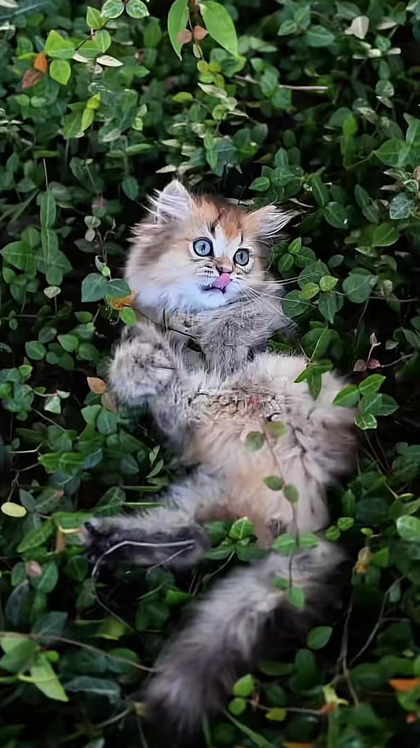 Who else gets their heart stolen by this cat?