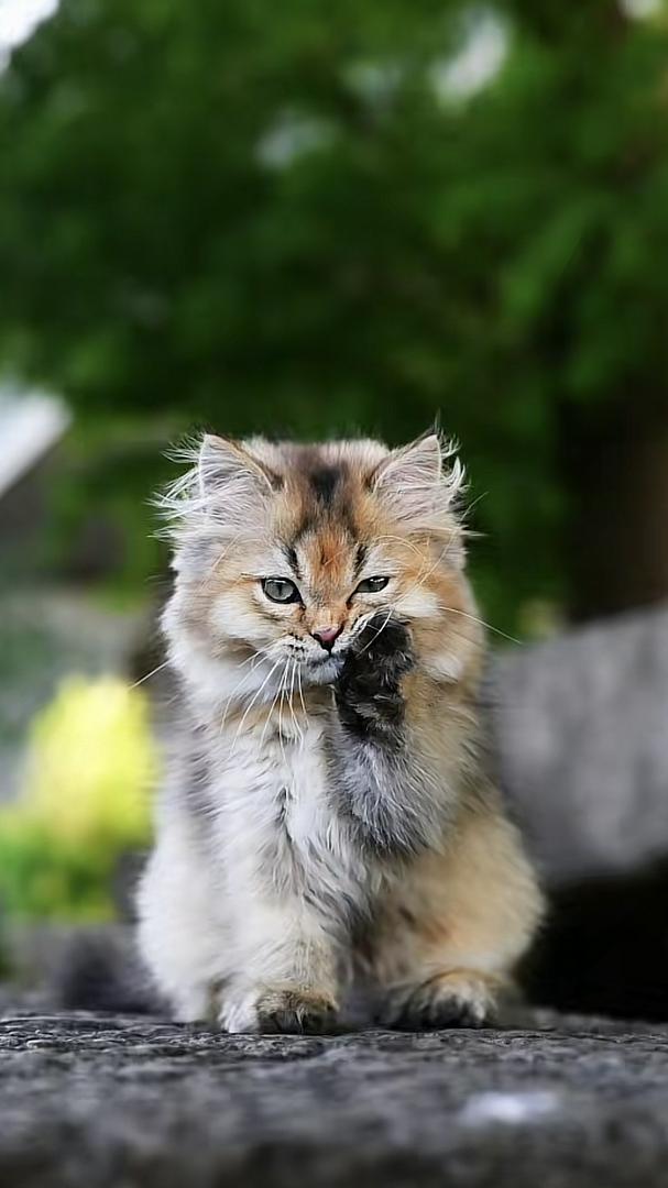 Who can resist a cat that knows how to react?