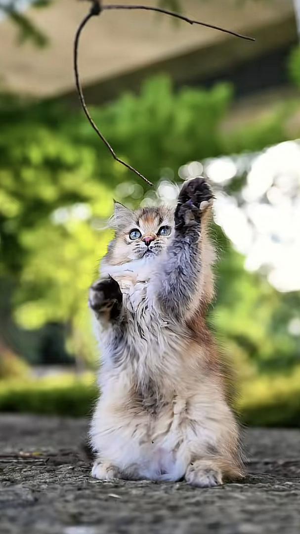 Who can resist a cat that knows how to react?