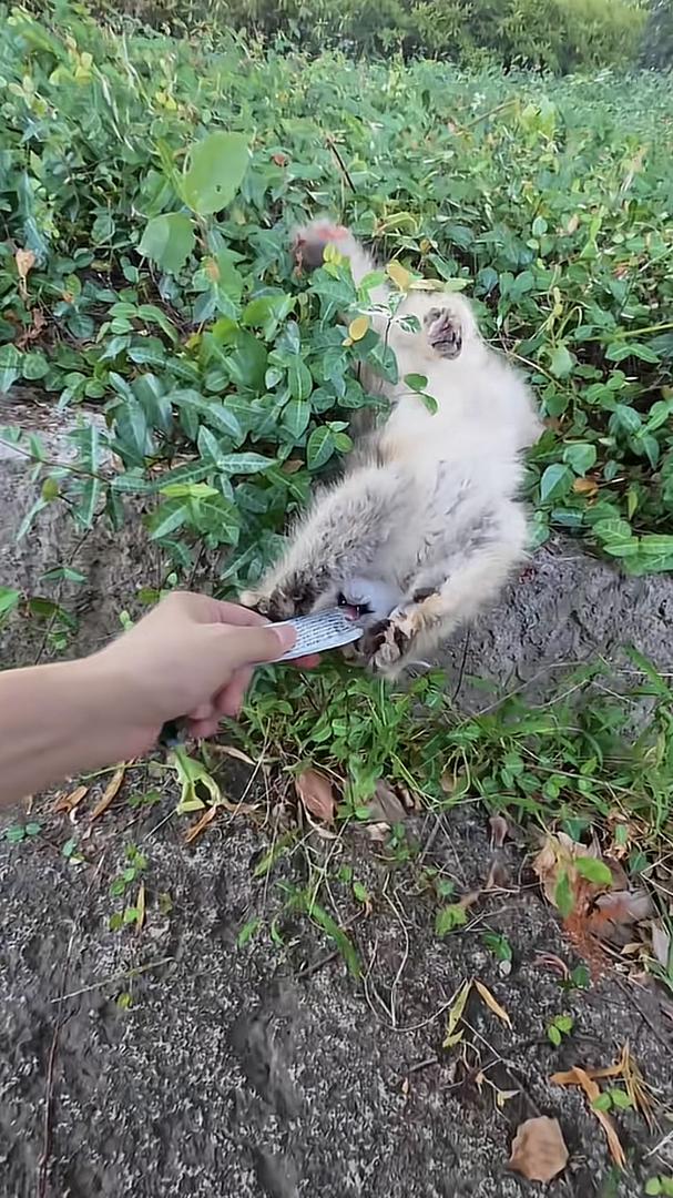 Who can resist a cat that knows how to react?