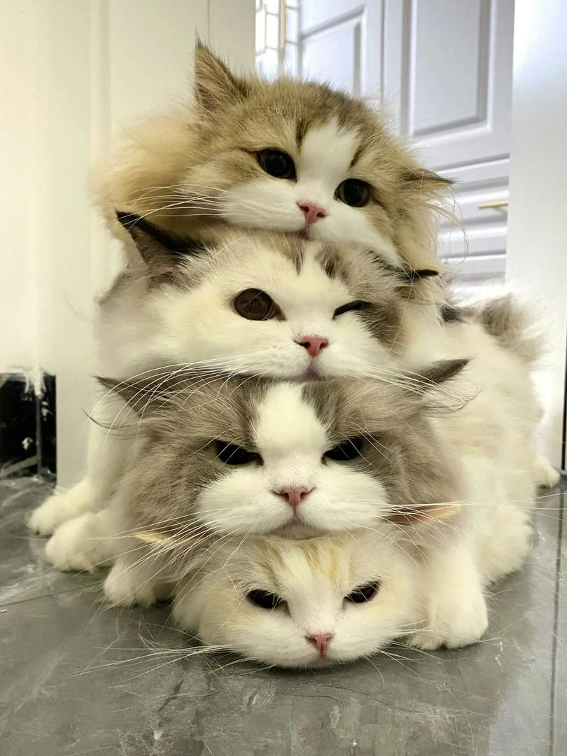 🐱✨ Cat Stack Challenge